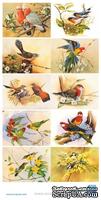 Картинки "Птицы", 15х30 см, 001008
