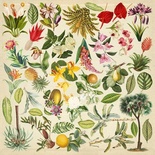 Аркуш з картинками для вирізання Botany exotic 30,5x30,5см, ТМ Фабрика Декору (01108F)