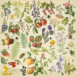 Аркуш з картинками для вирізання Summer botanical diary 30,5x30,5см, ТМ Фабрика Декору