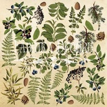 Аркуш для вирізання №2 Botany (eng), TМ Фабрика Декору