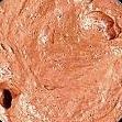 Текстурна акрилова паста Shimmerz - Texturez Sandy Stone, груба, з мікрочастинами, 59 мл