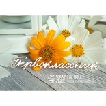 Чіпборд Scrapbox — Первоклассник Hi-188