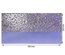 Відріз екошкіри з тисненням золотою фольгою Golden Butterflies Butterflies Lavender, 50см х 25см, ТМ Фабрика Декору