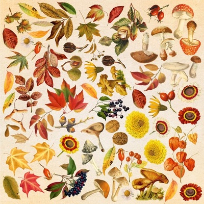Аркуш з картинками для вирізання Autumn botanical diary 30,5x30,5см, ТМ Фабрика Декору.