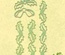 Ножі для вирубки від LeCreaDesign - Border corner Holly