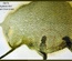 Фарба-спрей 13arts - Ayeeda Mist - Pearl Olive Green