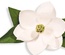 Ніж для вирубки від Spellbinders - Create a Flower - Magnolia