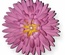 Ножі для вирубки від Cheery Lynn Designs - Chrysanthemum Strip - B311