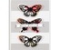 Ніж для вирубки від Spellbinders - Wandering Butterflies