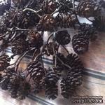 Шишечки ольхи, цвет коричневый, около 100 шт. - ScrapUA.com